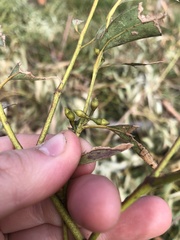 Eucalyptus viminalis
