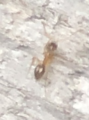 Nylanderia