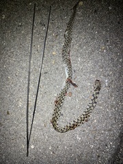 Thamnophis marcianus