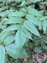Juglans hindsii