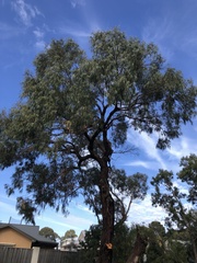 Eucalyptus viminalis