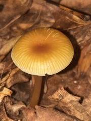 Gliophorus