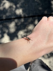 Neomochtherus willistoni