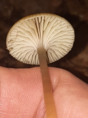Gliophorus