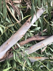 Eucalyptus viminalis