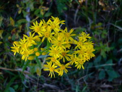 Solidago vossii