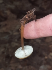 Gliophorus