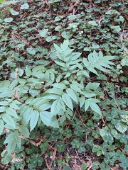 Juglans hindsii
