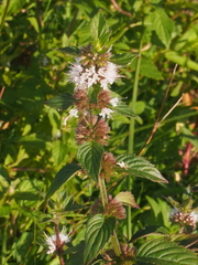 Mentha arvensis