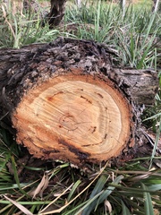 Eucalyptus viminalis