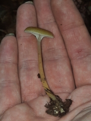 Gliophorus