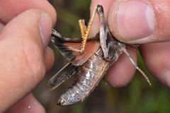 Pardalophora apiculata