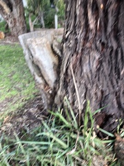 Eucalyptus viminalis