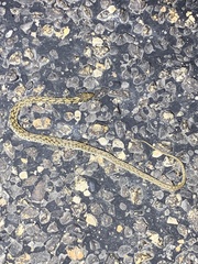 Thamnophis marcianus