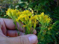 Solidago vossii