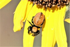 Phidippus apacheanus