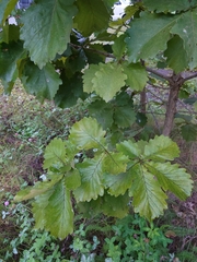 Quercus dentata