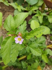 Melochia corchorifolia