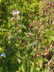 Mentha arvensis