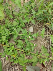 Melochia corchorifolia