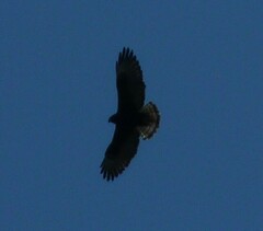 Buteo brachyurus