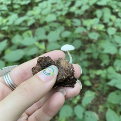 Cystolepiota