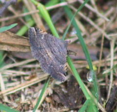 Digrammia ocellinata