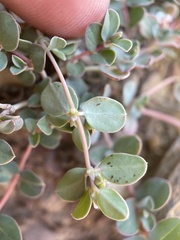 Euphorbia albomarginata