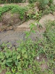 Melochia corchorifolia