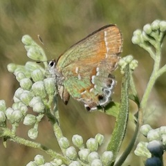 Callophrys gryneus
