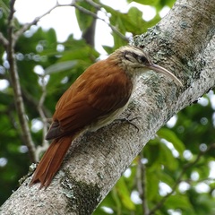 Lepidocolaptes angustirostris