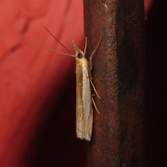 Crambus