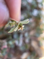 Euphorbia albomarginata