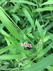 Persicaria longiseta