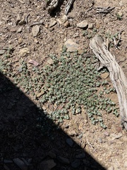 Euphorbia albomarginata