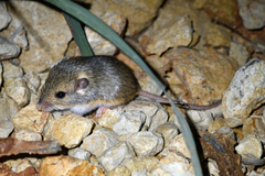 Perognathus