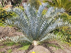 Encephalartos trispinosus