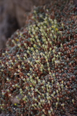 Sedum humifusum