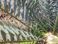 Encephalartos trispinosus