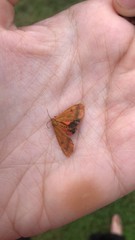 Virbia aurantiaca