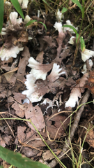 Sebacina schweinitzii