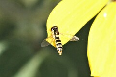 Sphaerophoria contigua