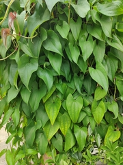 Dioscorea alata