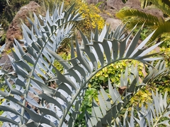 Encephalartos trispinosus