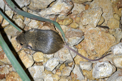 Perognathus