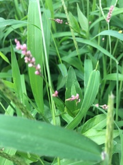 Persicaria longiseta