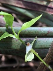 Hemiptera