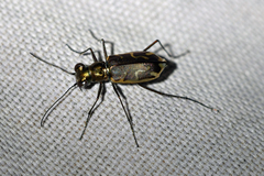 Ellipsoptera sperata