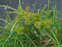 Cyperus odoratus