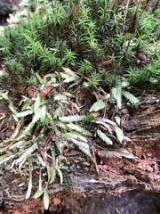 Polytrichum formosum